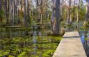 trail-through-the-cypress-knees.JPG