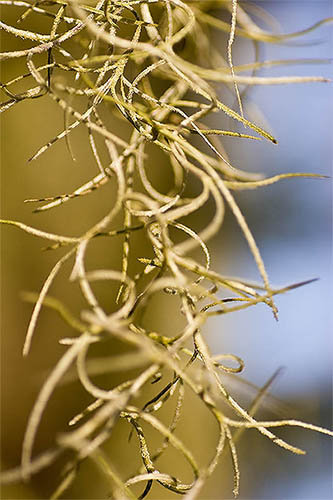 branches.jpg