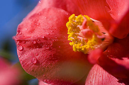 floral_macro1.jpg