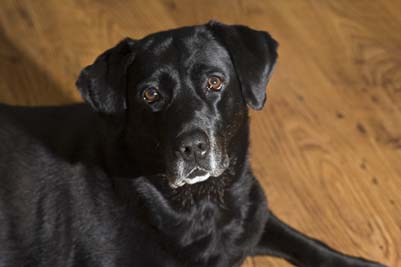 maggie41