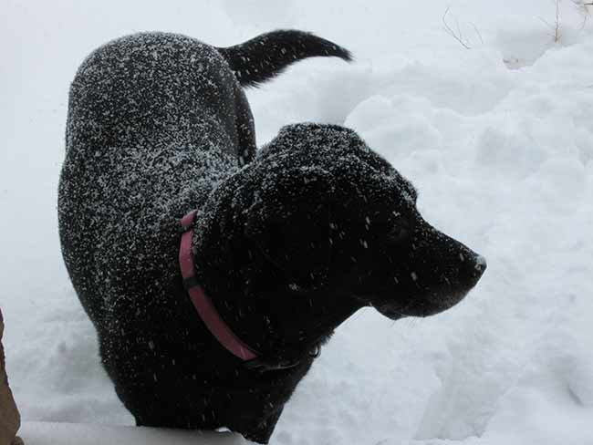 snowmoo snowmoo
