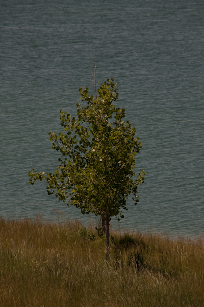 Full zoom at 250mm