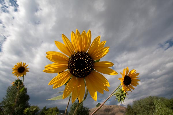 Large Sunflower _MG_7899