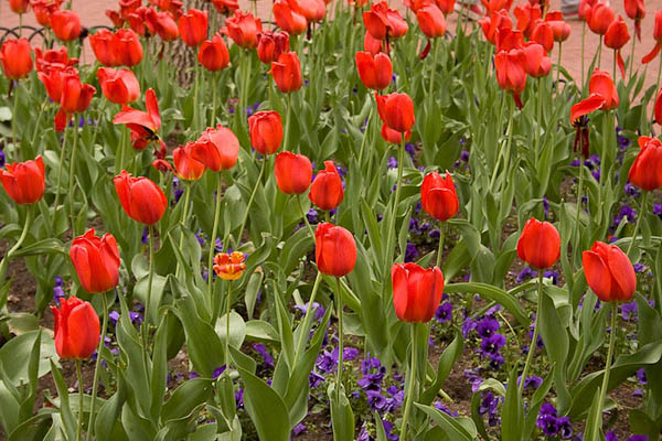 Boulder Tulips original_blog