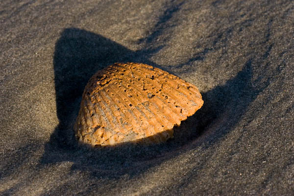 Curved Seashell Curved Seashell