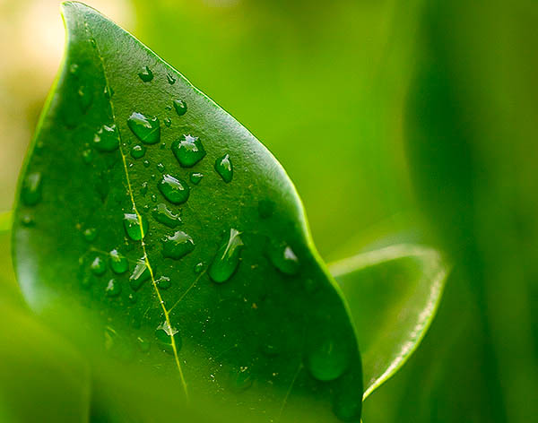 Dew-dropped Leaf Dew-dropped Leaf