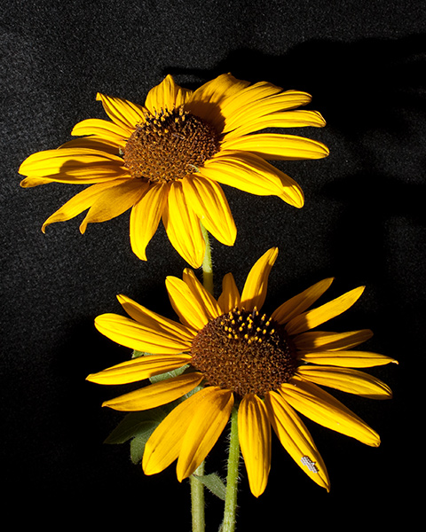 Yellow Flowers Yellow Flowers