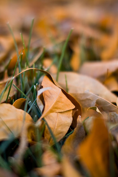 Bokeh Test from Sigma (outdoors) Bokeh Test from Sigma (outdoors)