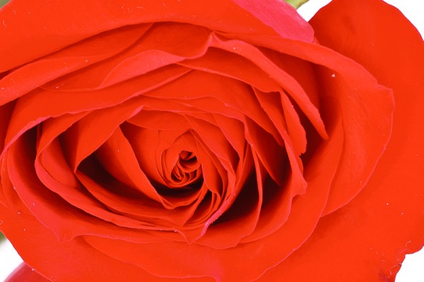 Roses are Red