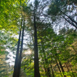 Forest through the Trees? Forest through the Trees?