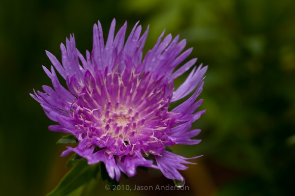 English Gardens 3