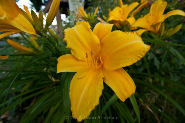 English Gardens 5