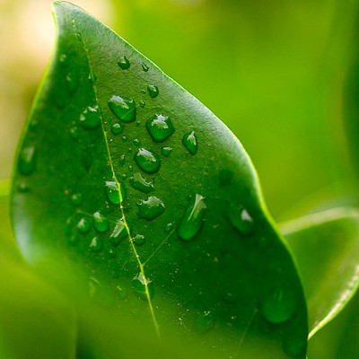 Leafy Water Drops Leafy Water Drops