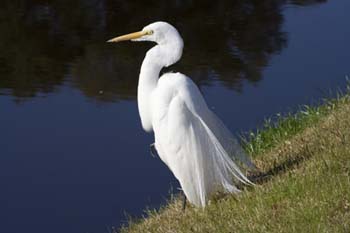 Egret 1