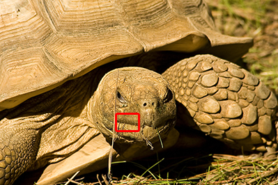 Turtle